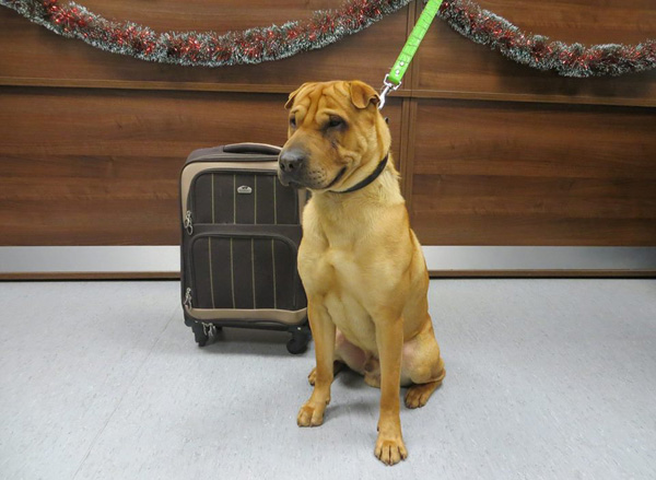 สุดเศร้า!! สุนัขถูกทิ้งพร้อมกระเป๋าที่สถานีรถไฟในสกอตแลนด์
