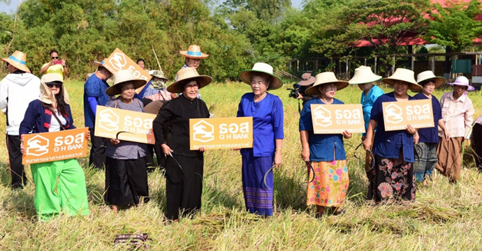 ธอส. นำทีมชุมชนบ้านสามเรือน ลงแขกเกี่ยวข้าวรับขวัญแม่โพสพ ต่อยอดเทศกาลหุ่นไล่กา ณ ชุมชนสามเรือน