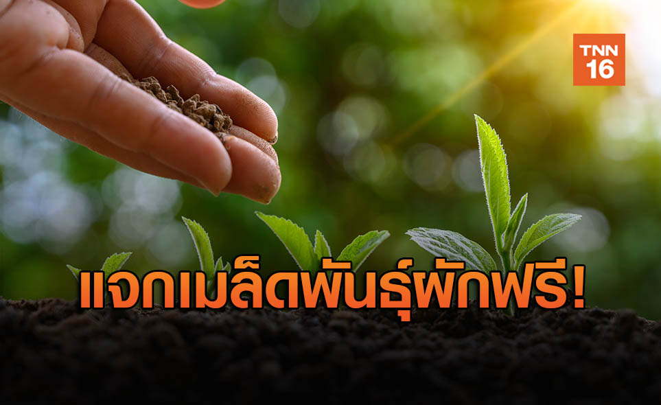 โอกาสทองมาแล้ว! กรมส่งเสริมการเกษตร แจก "เมล็ดพันธุ์ผักสวนครัว" ฟรี