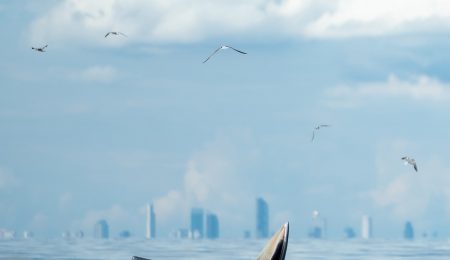 “จิรายุ เอกกุล” โพสต์ภาพหาดูยาก! “วาฬบรูด้า” โผล่ขึ้นมาอ้าปากชายฝั่งทะเลบางขุนเทียน พร้อมฉากหลังเป็น