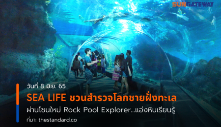 SEA LIFE ชวนสำรวจโลกชายฝั่งทะเล ผ่านโซนใหม่ Rock Pool Explorerแอ่งหินเรียนรู้