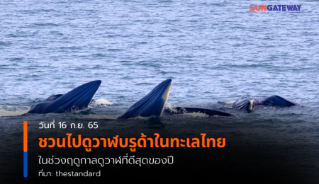 ชวนไปดูวาฬบรูด้าในทะเลไทย ในช่วงฤดูกาลดูวาฬที่ดีสุดของปี