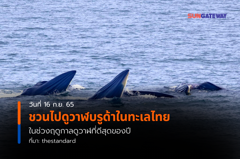 ชวนไปดูวาฬบรูด้าในทะเลไทย ในช่วงฤดูกาลดูวาฬที่ดีสุดของปี