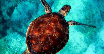 May 23 “World Turtle Day”