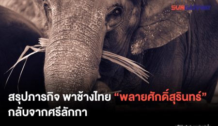 Sak Surin Thai elephant,has returned from Sri Lanka.