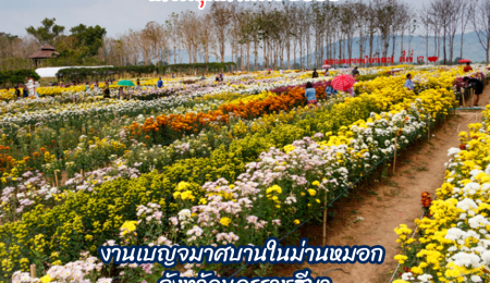 งานเบญจมาศบานในม่านหมอก จังหวัดนครราชสีมา สถานที่เที่ยวช่วงเดือนกุมภาพันธ์ 2568