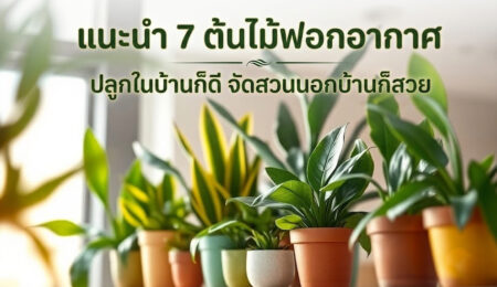 แนะนำ 7 ต้นไม้ฟอกอากาศ ปลูกในบ้านก็ดี จัดสวนนอกบ้านก็สวย
